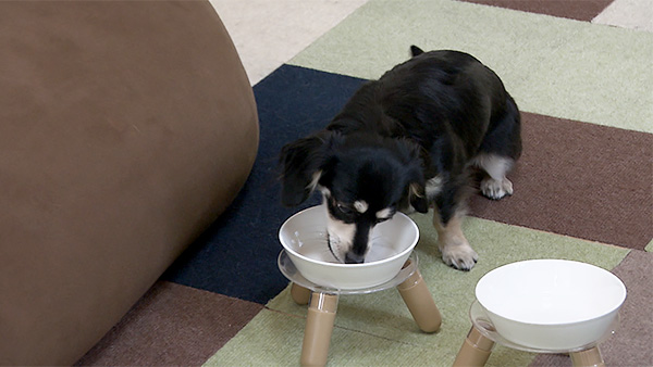 はる きょうのわんこ 写真5