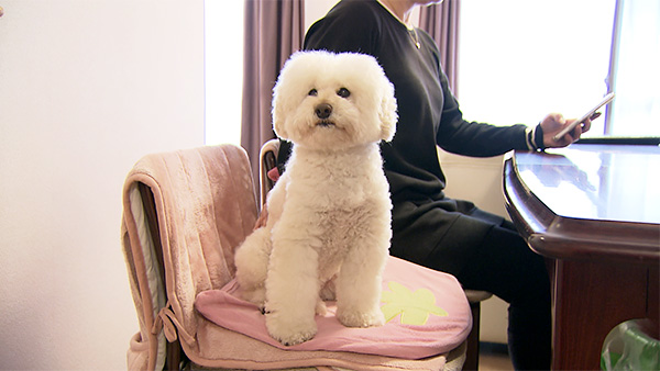 シロマル きょうのわんこ 写真1