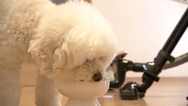 シロマル きょうのわんこ 写真4