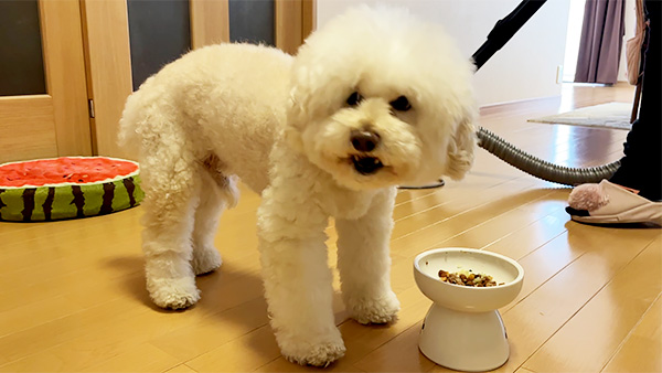 シロマル きょうのわんこ 写真5