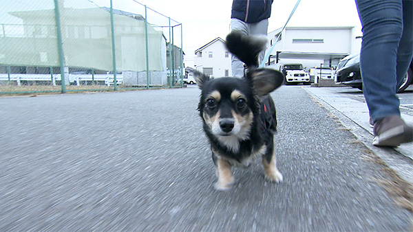 バウム きょうのわんこ 写真1