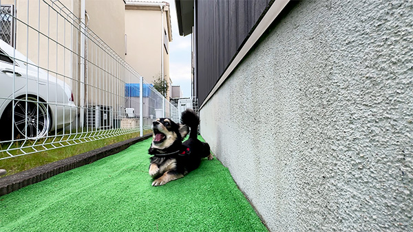 バウム きょうのわんこ 写真2