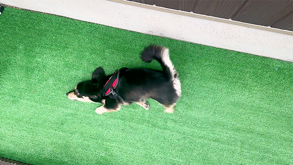 バウム きょうのわんこ 写真3