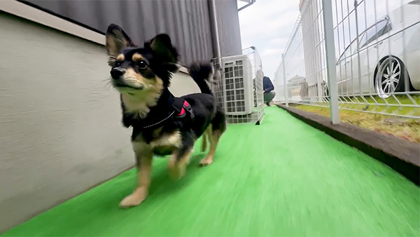 バウム きょうのわんこ 写真5