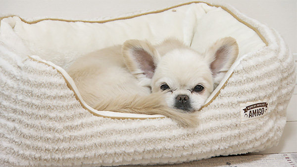 れお きょうのわんこ 写真1