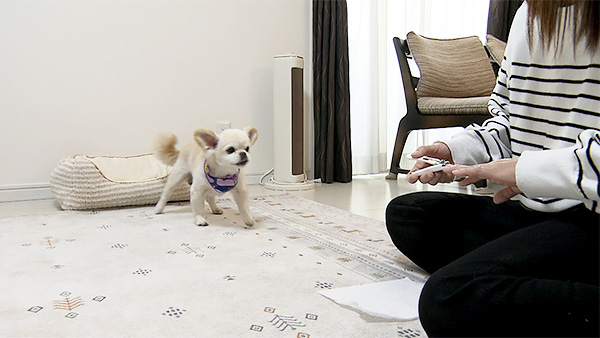 れお きょうのわんこ 写真2