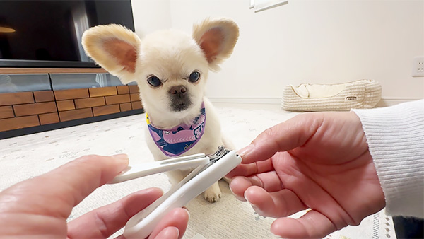 れお きょうのわんこ 写真3