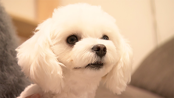 まる きょうのわんこ 写真1