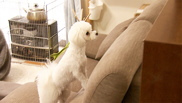 まる きょうのわんこ 写真2