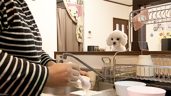 まる きょうのわんこ 写真3