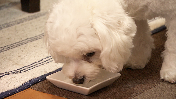 まる きょうのわんこ 写真5