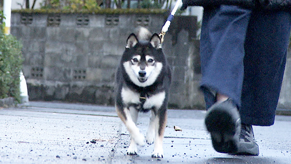 ひより きょうのわんこ 写真1