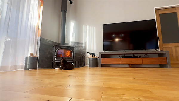 ひより きょうのわんこ 写真4