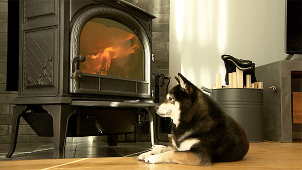 ひより きょうのわんこ 写真5