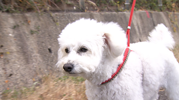 ましゅ きょうのわんこ 写真1