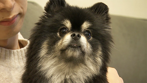 Ufo きょうのわんこ 写真1