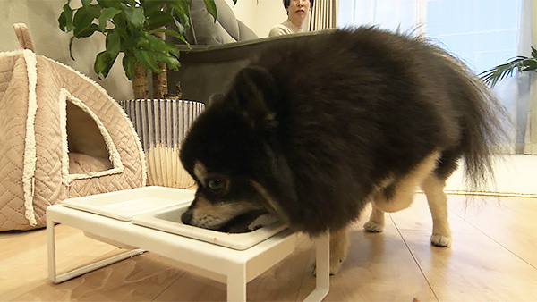 Ufo きょうのわんこ 写真2