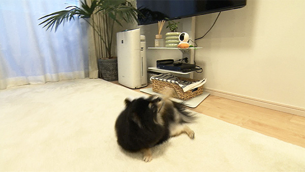 Ufo きょうのわんこ 写真4