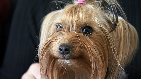 はなまる きょうのわんこ 写真1