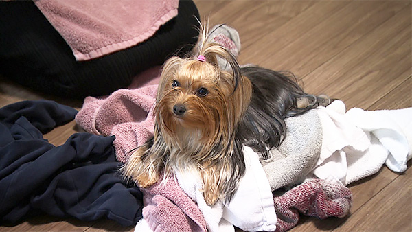 はなまる きょうのわんこ 写真5