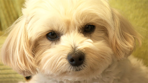 ひまわり きょうのわんこ 写真1