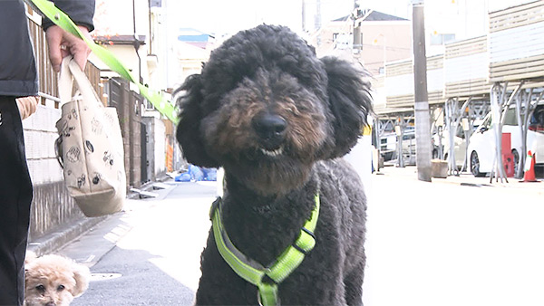 マックス きょうのわんこ 写真1