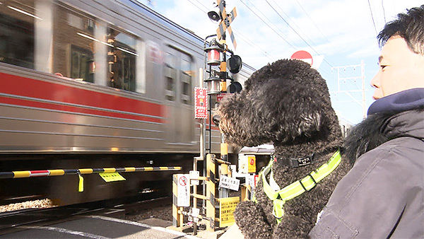 マックス きょうのわんこ 写真4