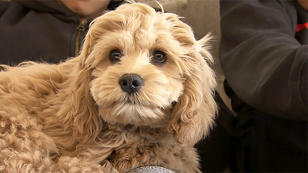 フリオ きょうのわんこ 写真1