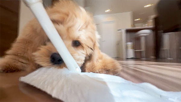 フリオ きょうのわんこ 写真4