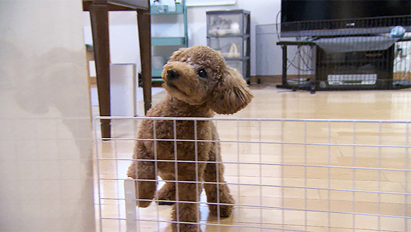 まる きょうのわんこ 写真2