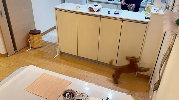 まる きょうのわんこ 写真3