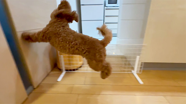 まる きょうのわんこ 写真4