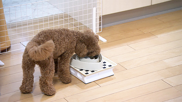 まる きょうのわんこ 写真5