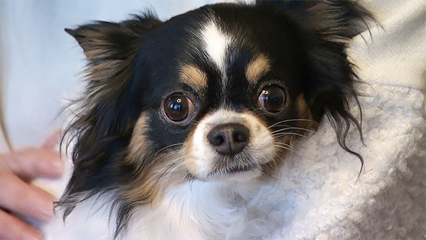 せい きょうのわんこ 写真1