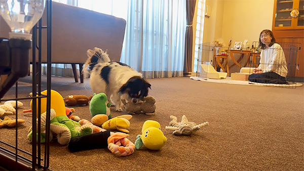 せい きょうのわんこ 写真3