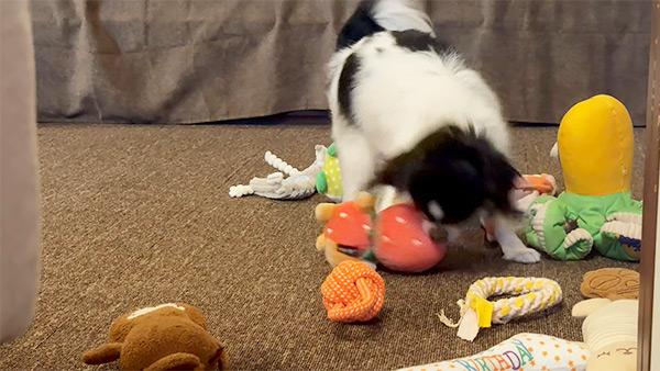 せい きょうのわんこ 写真4