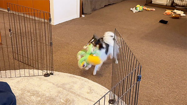 せい きょうのわんこ 写真5