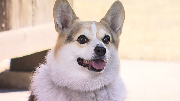 あん きょうのわんこ 写真1