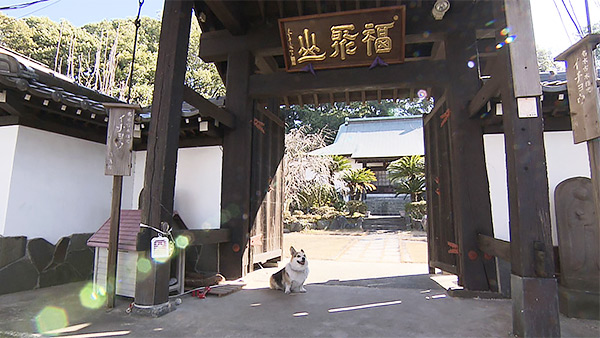 あん きょうのわんこ 写真2