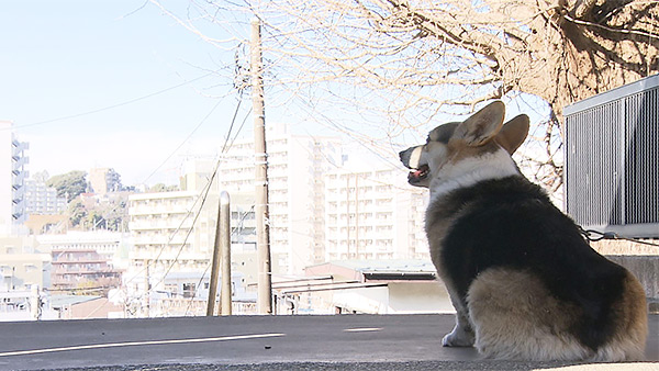 あん きょうのわんこ 写真3