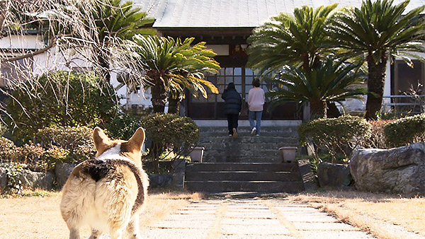 あん きょうのわんこ 写真5