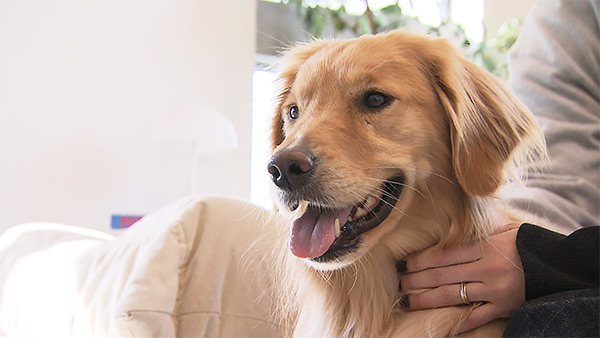 ビビ きょうのわんこ 写真1