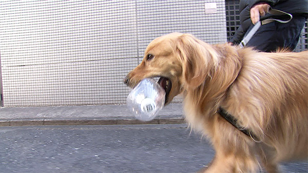 ビビ きょうのわんこ 写真3