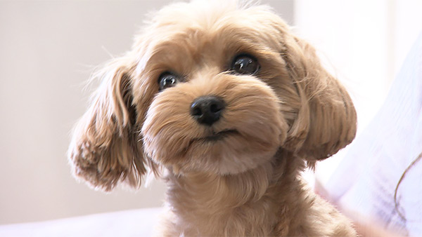 ぴの きょうのわんこ 写真1