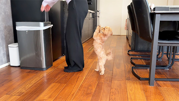 ぴの きょうのわんこ 写真2