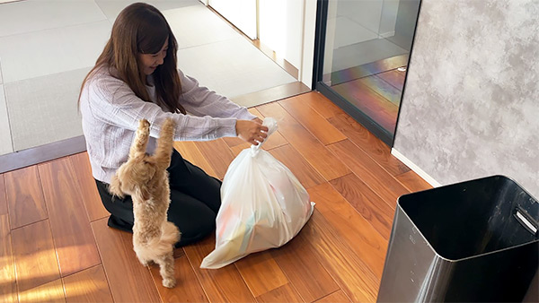 ぴの きょうのわんこ 写真3