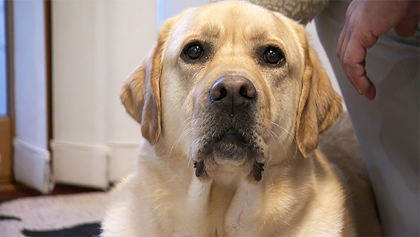 シンバ きょうのわんこ 写真1