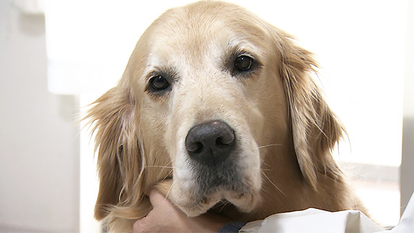 こむぎ きょうのわんこ 写真1