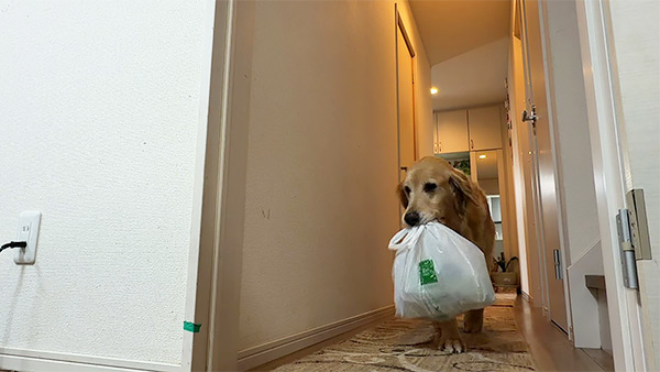 こむぎ きょうのわんこ 写真3