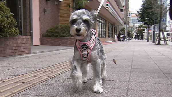 つむぎ きょうのわんこ 写真1